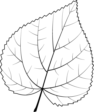 Common Lime Leaf Coloring Page